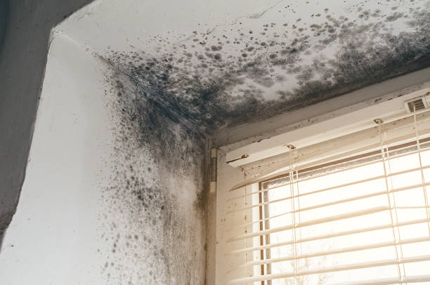 Affordable Attic Mold Remediation solutions in Richardsville, VA